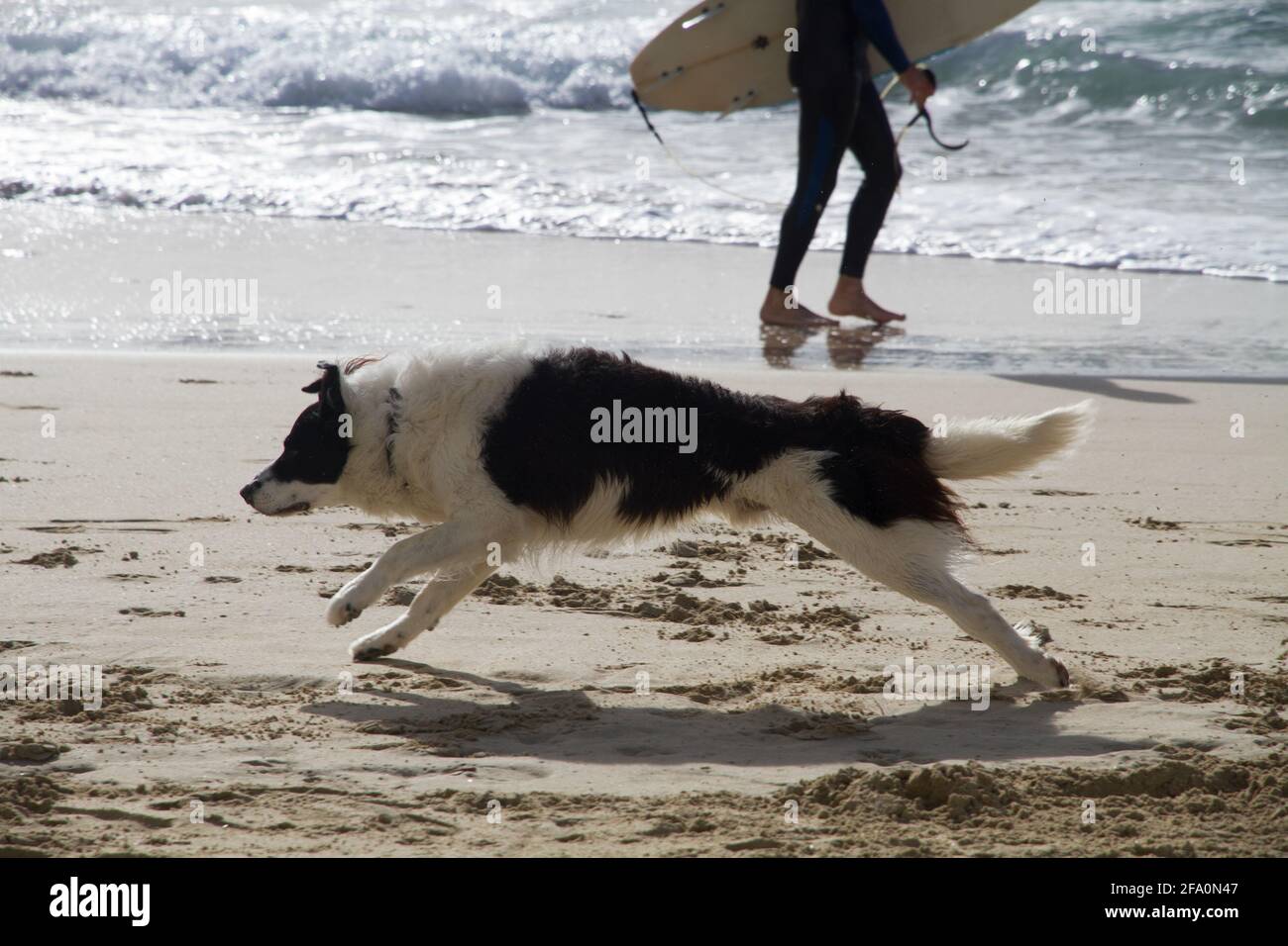Zwei Hunde rennen und spielen am Strand – schwarzer Hund und Border Collie jagen entlang der sandigen Küste mit Meereswellen Stockfoto