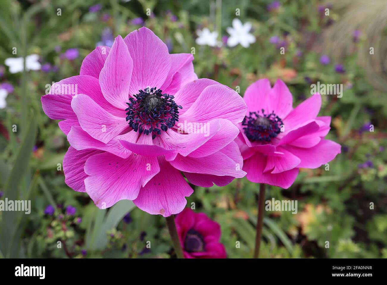 Anemone coronaria ‘St Brigid Double Dark Pink’ double Poppy anemone – doppelte dunkelrosa Blüten auf farnähnlichen Blättern, April, England, Großbritannien Stockfoto