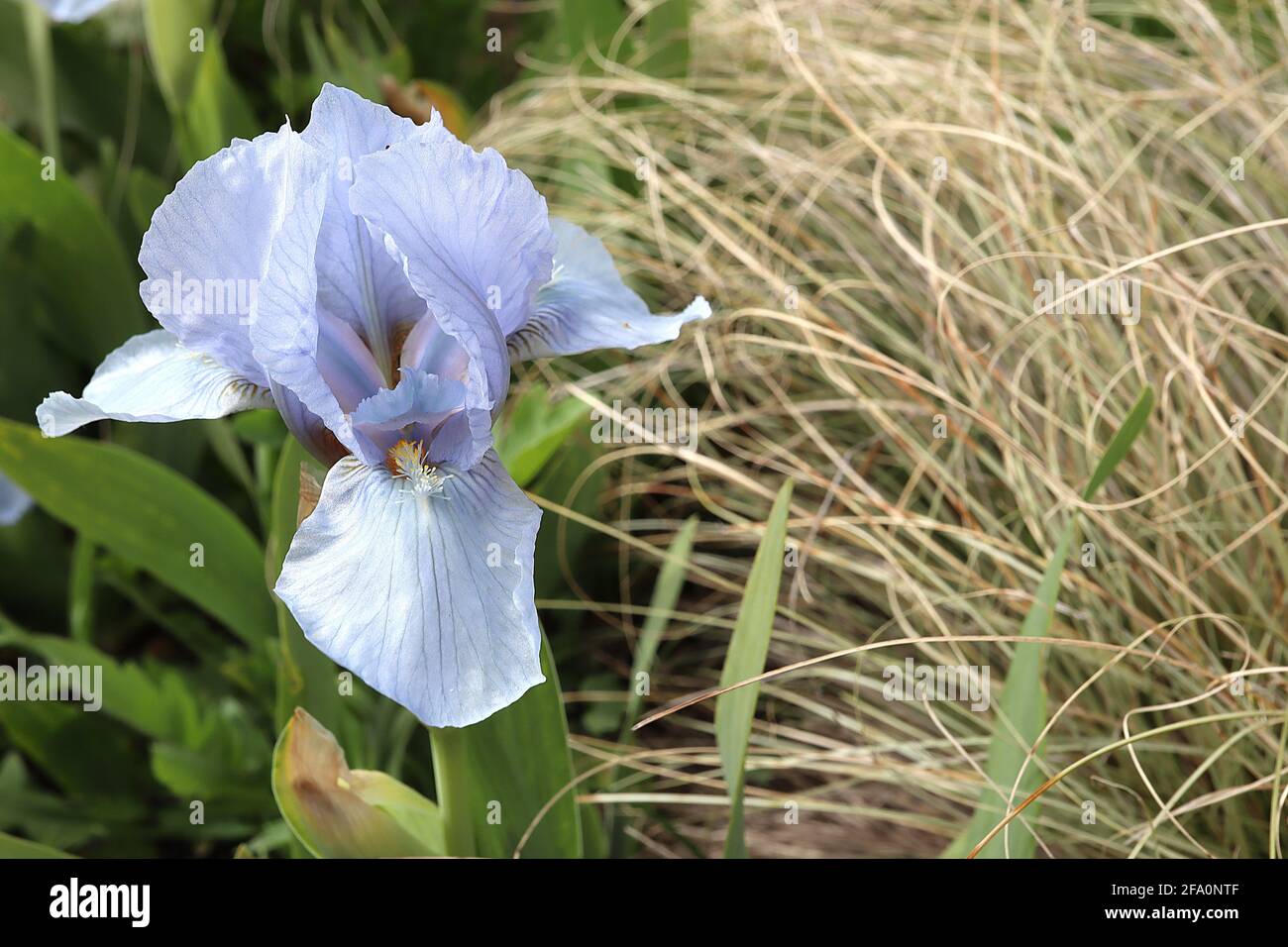 Iris germanica ‘Jane Phillips’ Hellblaue obere und hellblaue untere Blütenblätter, gelbweißer Bart, große bärtige Iris-Gruppe TB April, England, Großbritannien Stockfoto