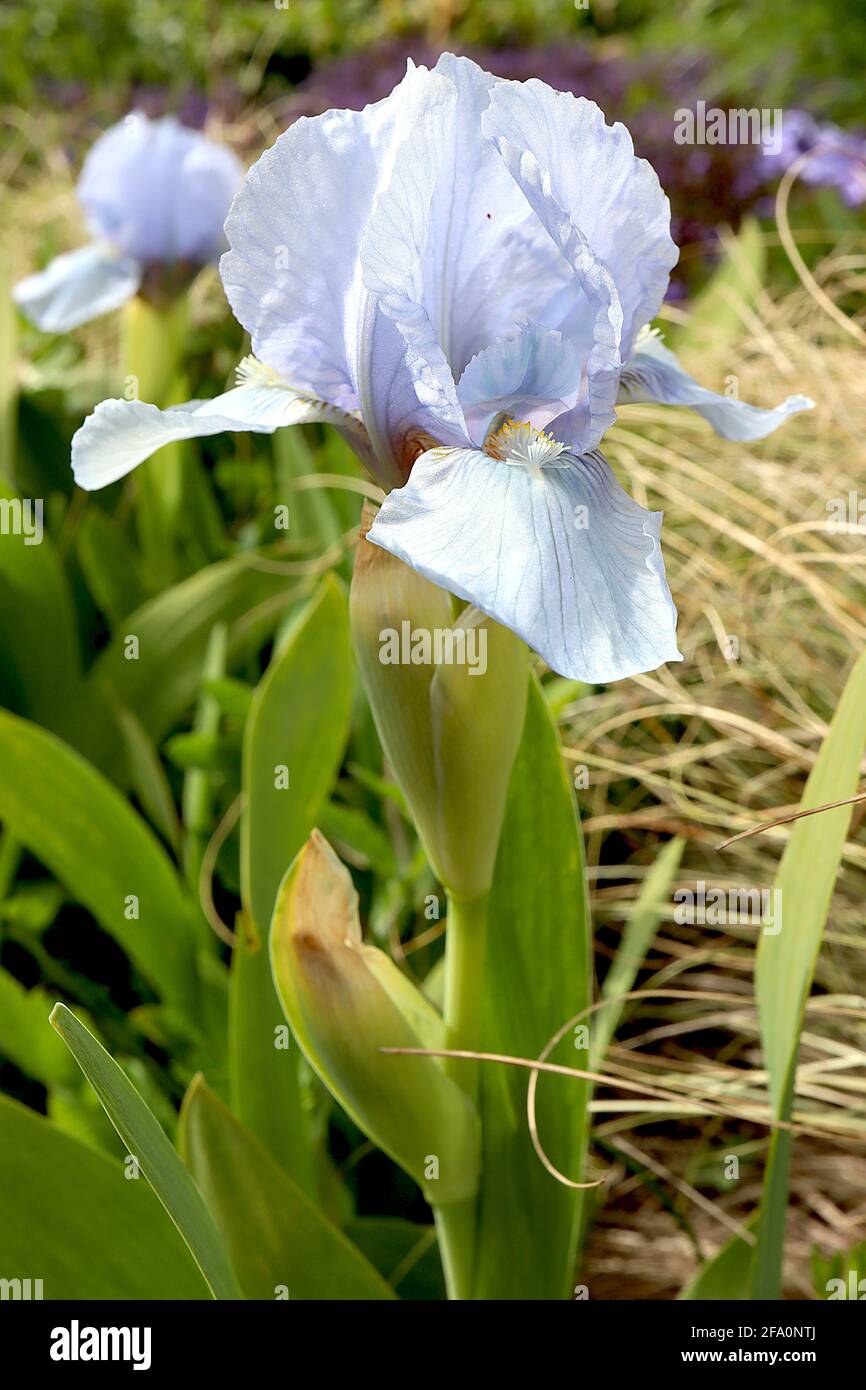 Iris germanica ‘Jane Phillips’ Hellblaue obere und hellblaue untere Blütenblätter, gelbweißer Bart, große bärtige Iris-Gruppe TB April, England, Großbritannien Stockfoto