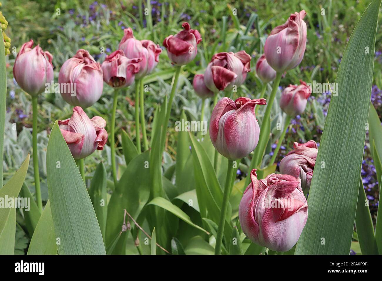 Tulipa ‘Pink Flag’ Triumph Tulpe 3 Pink Flag Tulpe – ausgegebene blassrosa Blüten, tiefrosa Ränder, zentrale weiße Mittelrippe, April, England, VEREINIGTES KÖNIGREICH Stockfoto