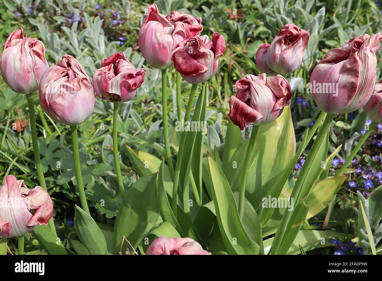 Tulipa ‘Pink Flag’ Triumph Tulpe 3 Pink Flag Tulpe – ausgegebene blassrosa Blüten, tiefrosa Ränder, zentrale weiße Mittelrippe, April, England, VEREINIGTES KÖNIGREICH Stockfoto