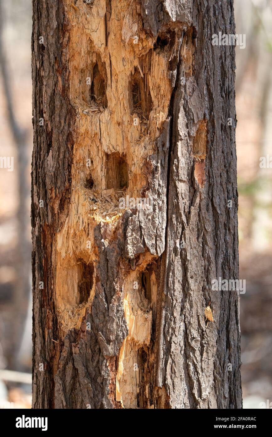 Ein typisches Beispiel für die Arbeit eines Pileated Woodpecker. Aus einem borealen Wald im Zentrum von Door County Wisconsin. Stockfoto