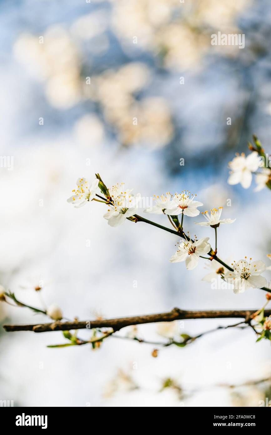 Frühling blühender Zweig, kühle Farben, vertikales Foto Stockfoto