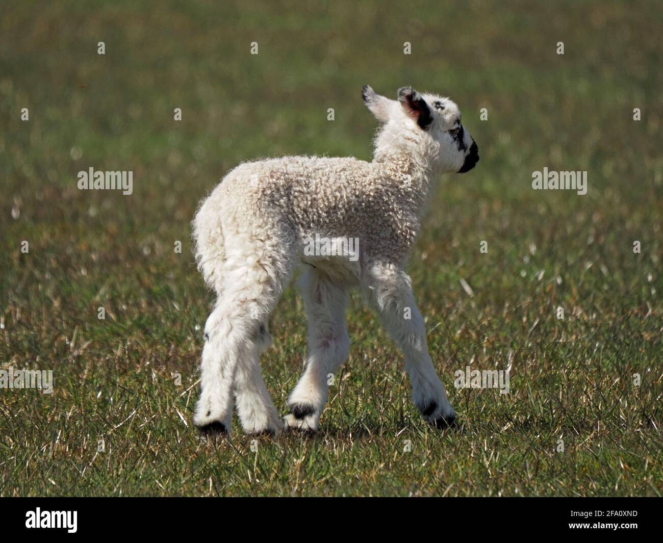 Der Frühling ist gekommen - ein einziges, flauschiges Lamm, das wackelt, während es auf der Upland Cumbrian-Wiese, England, Großbritannien, spaziert Stockfoto