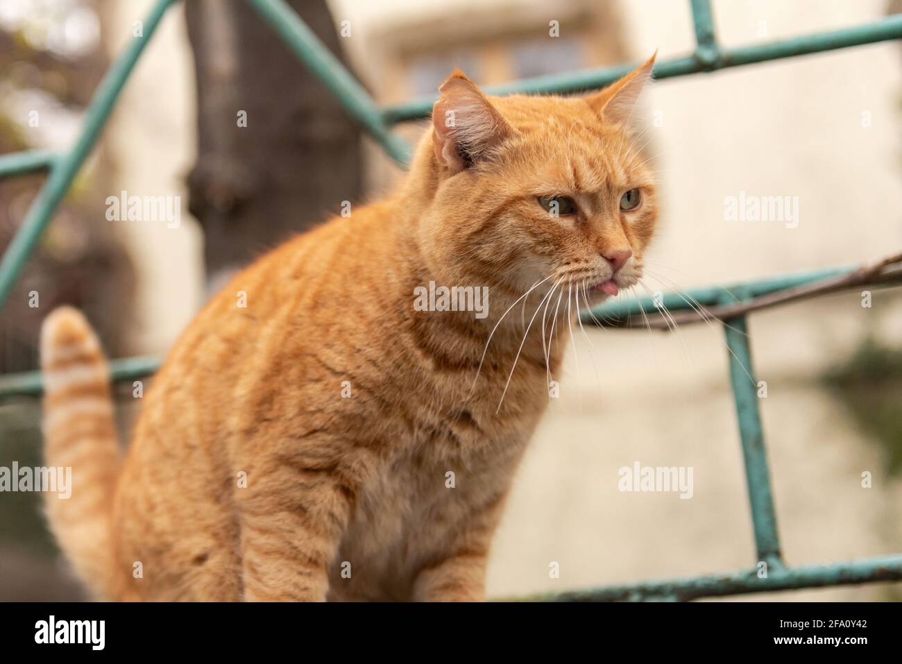 Straßenkatze Eine schöne rote Katze schaut zur Seite und zeigt ihre Zunge. Katze neckt jemanden aus dem Bildschirm. Stockfoto