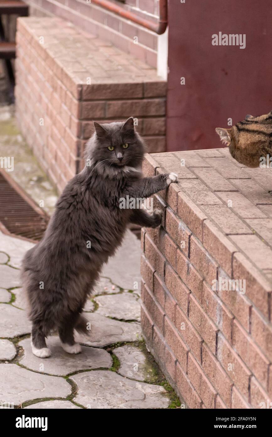 Straßenkatze Die rauchige Katze lehnte sich auf der Veranda. Eine zottelige Katze mit weißen Pfoten stand auf ihren Hinterbeinen. Stockfoto