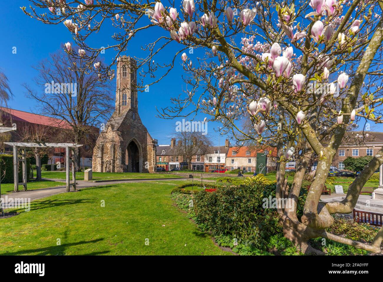 Blick auf den Greyfriars Tower und die Frühlingsblüte in Tower Gardens, King's Lynn, Norfolk, England, Vereinigtes Königreich, Europa Stockfoto