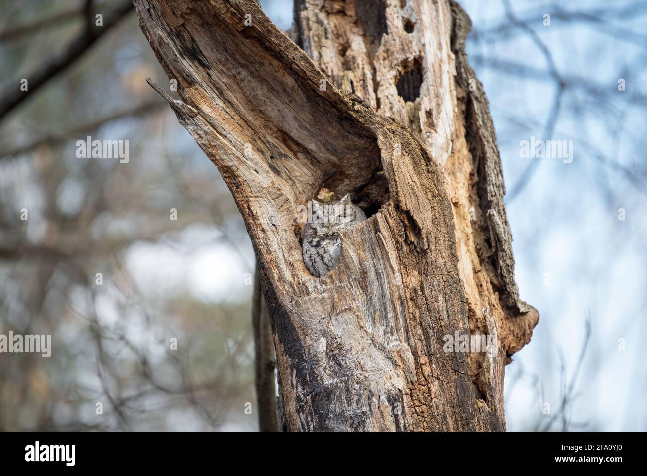 Östliche Kreischeule brüten in einem toten Baum in der Hölzer Stockfoto