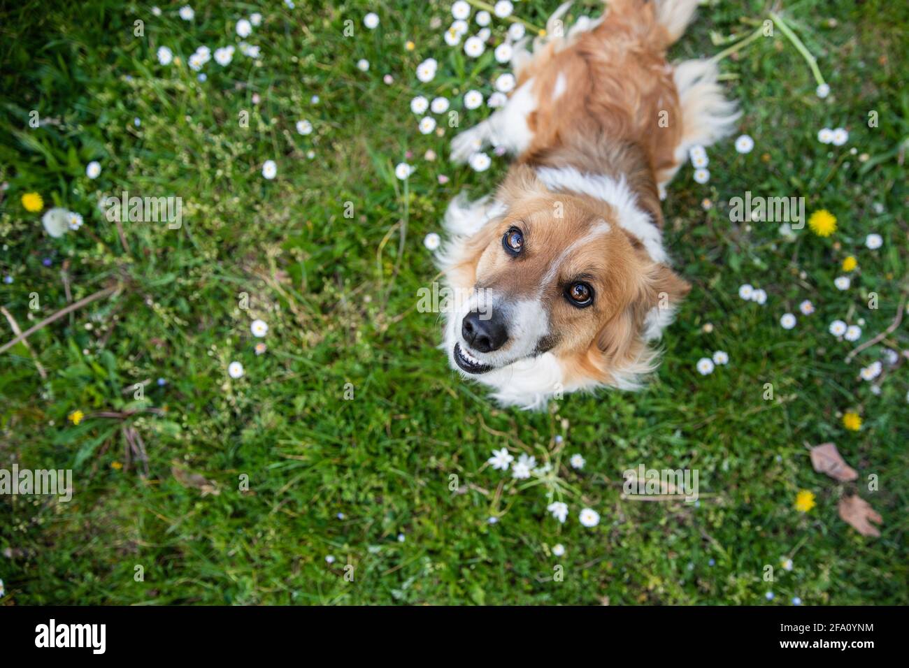Porträt eines Hundes, der in einer Frühlingsblüte nach oben blickt Wiese Stockfoto