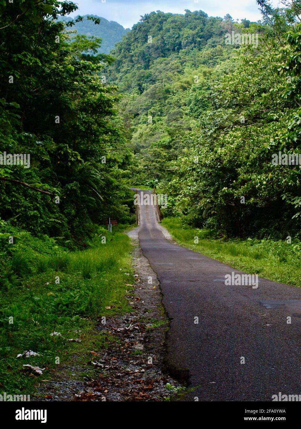 Eine lange, gerade Straße durch den Regenwald von Dominica Stockfoto
