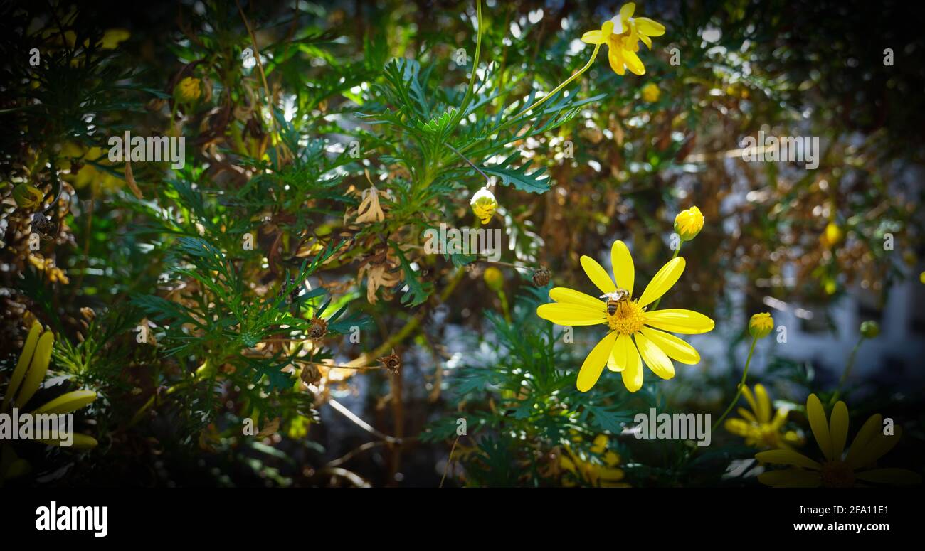 Honigbiene auf einer gelben Blume Stockfoto