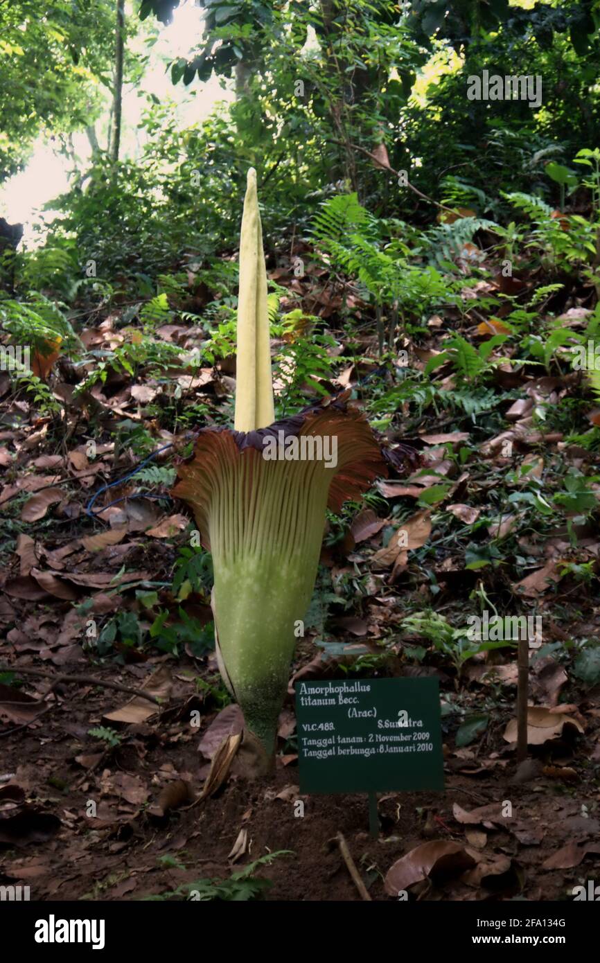 Titan Arum (Amorphophallus titanum) aus Südsumatra blüht in Bogor Botanical Gardens, Bogor, West Java, Indonesien. Stockfoto