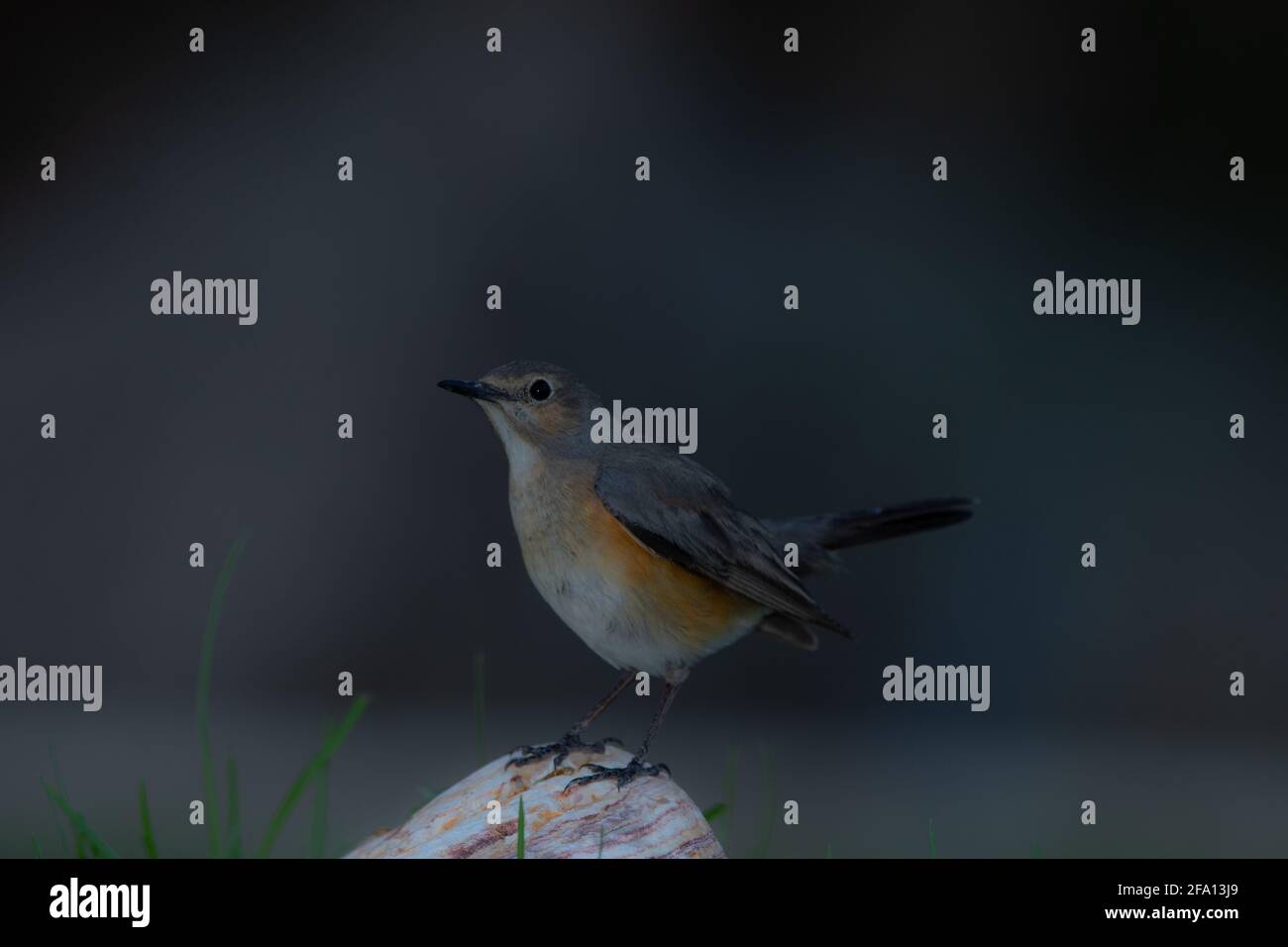 Weißkehlchen-Robin (Irania Gutturalis) Weibchen steht auf einem bunten Felsen mit dunklem Hintergrund Stockfoto