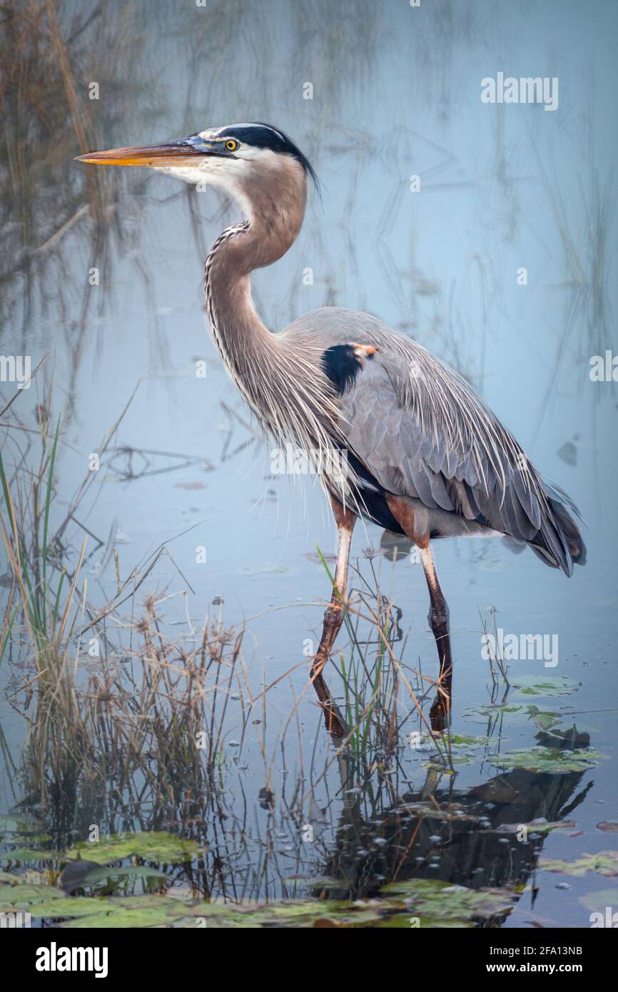 Buntes Gefieder Stockfoto