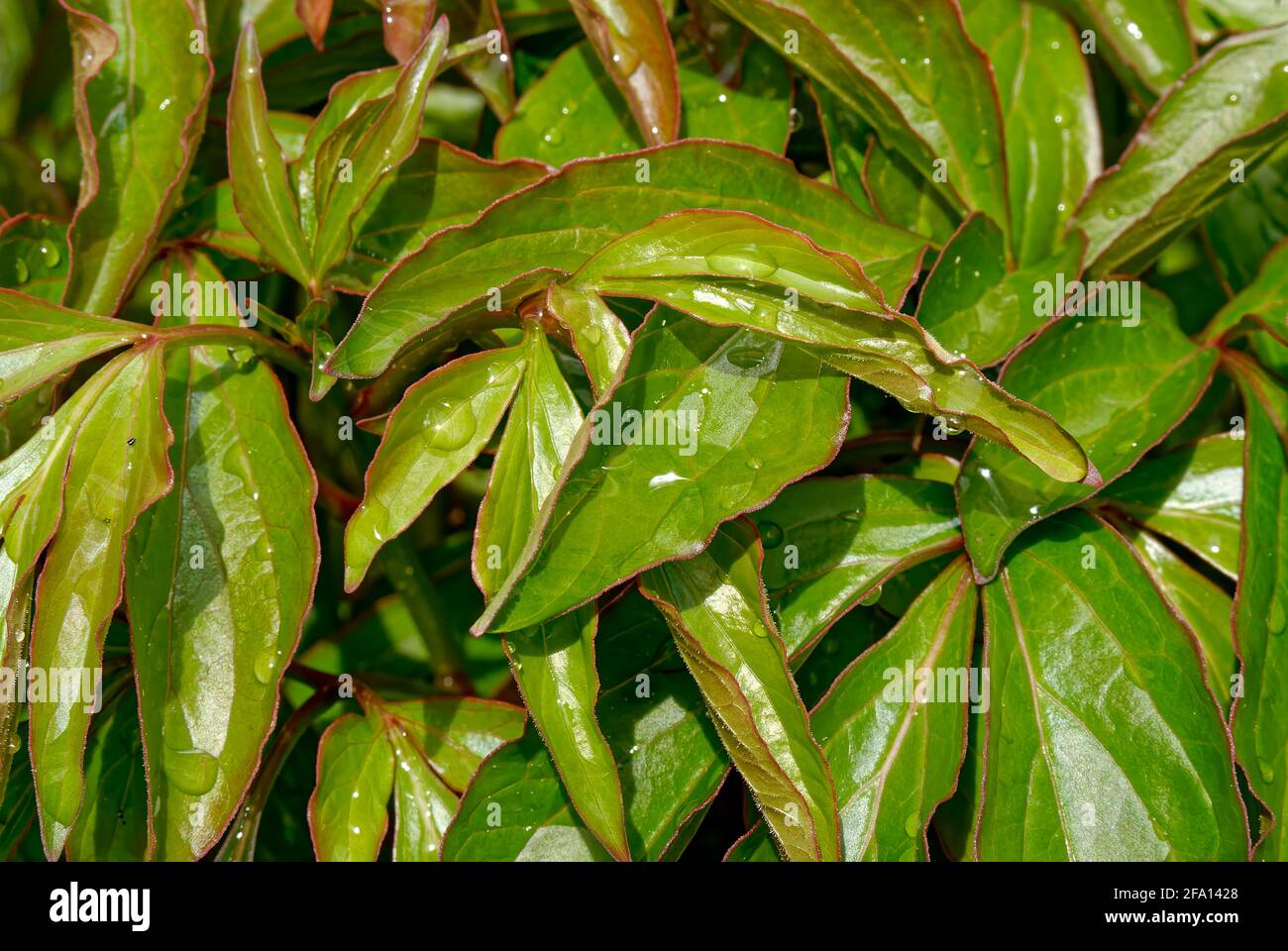 Hintergrund der Blätter nach dem Regen - grüne Wand, Hintergrund, Textur. Stockfoto