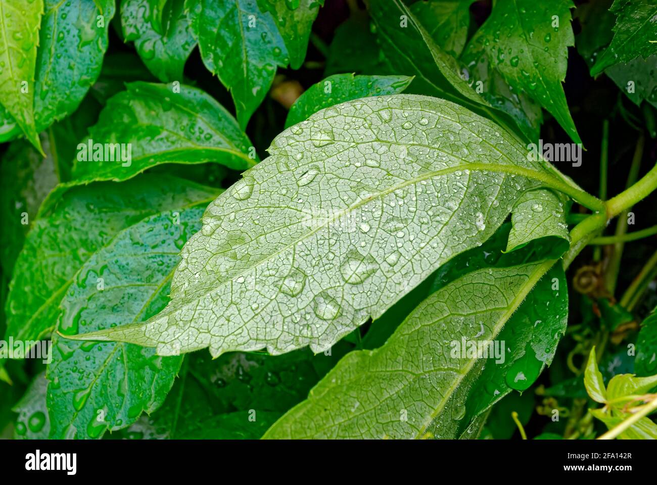 Regentropfen auf einem grünen Blatt. Großes Blatt nach Regen. Stockfoto