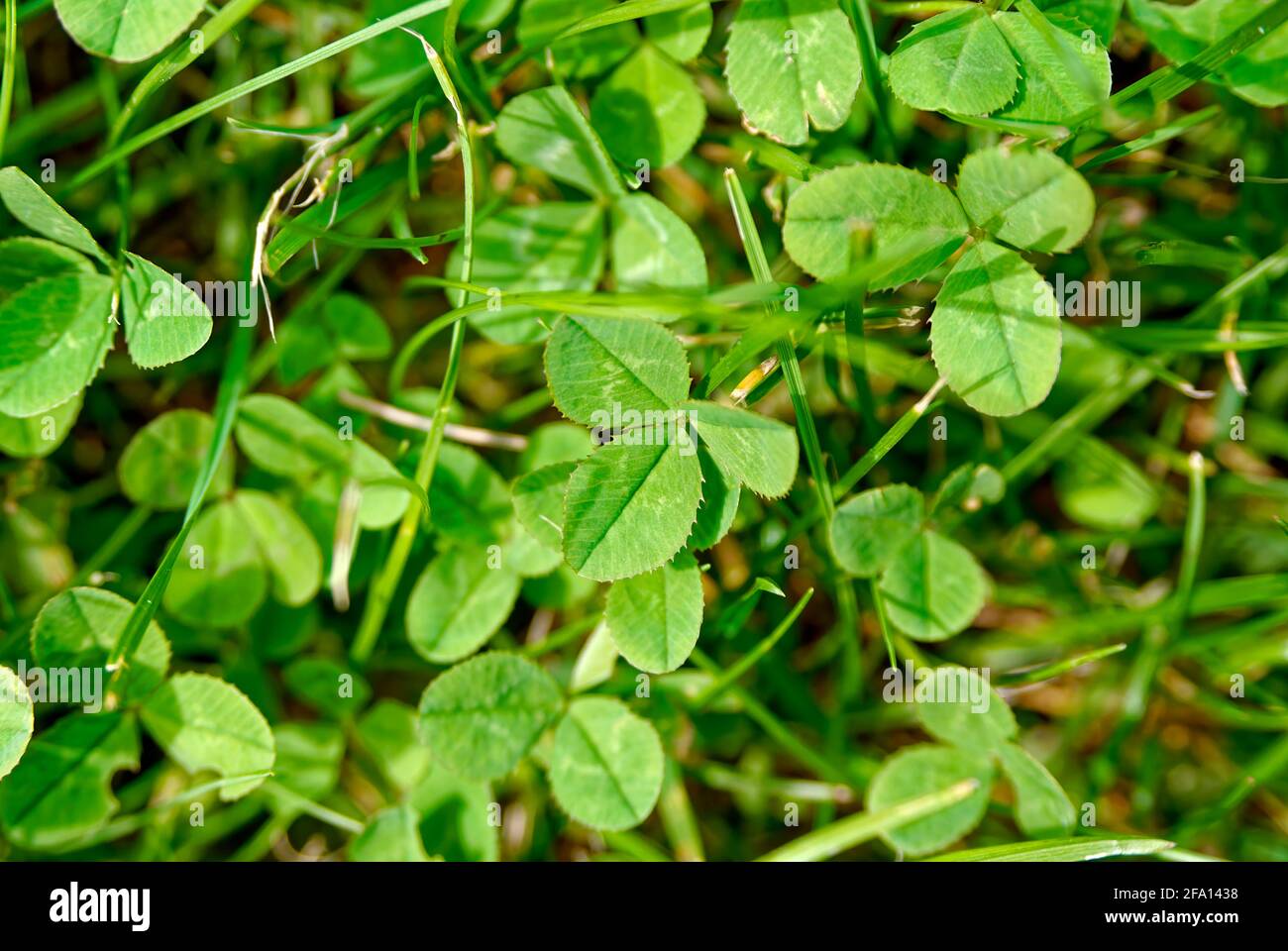 Kleeblatt horizontal – Gartenhintergrund, Textur. Stockfoto