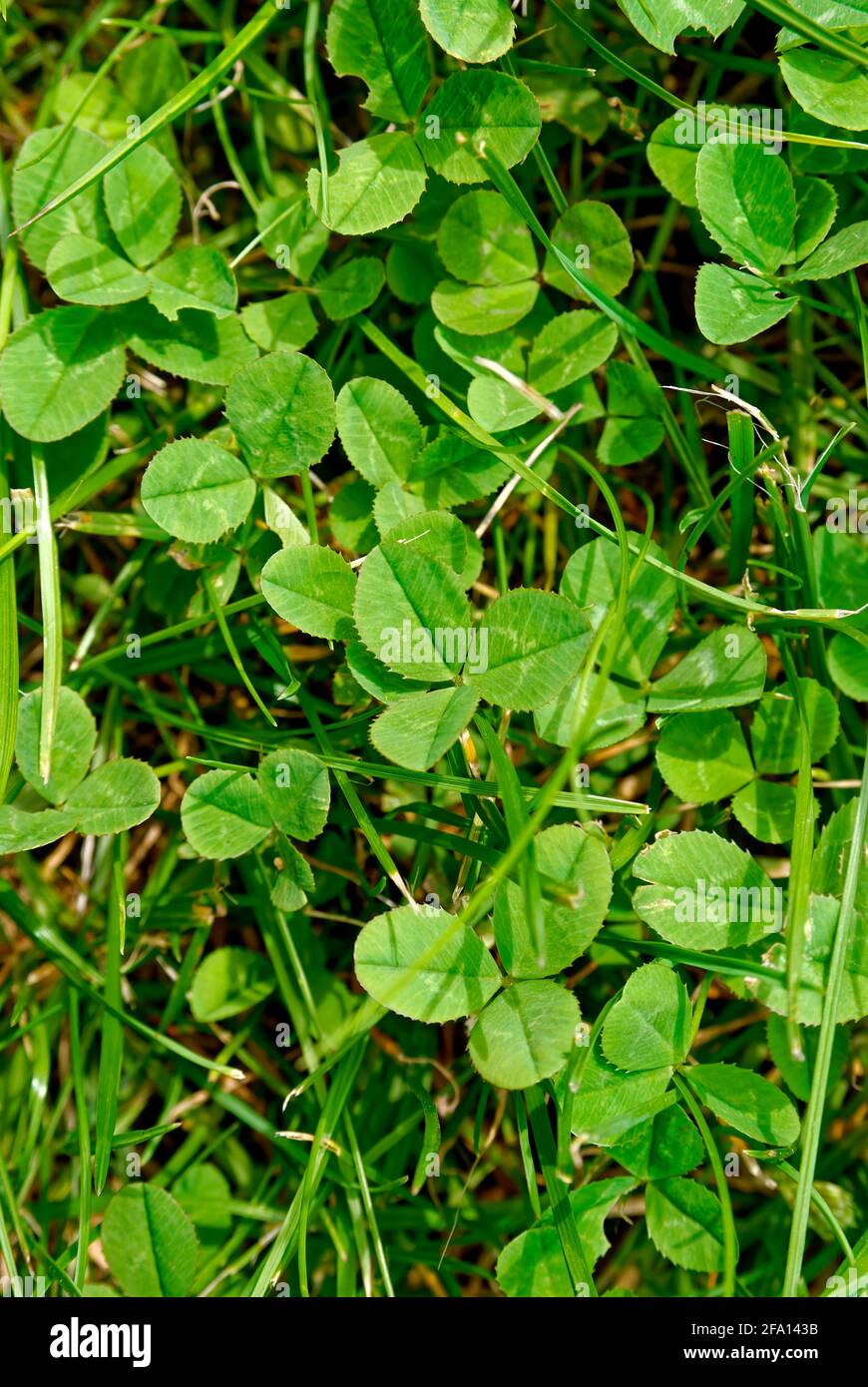 Garten Hintergrund, Textur – Kleeblatt vertikal. Stockfoto