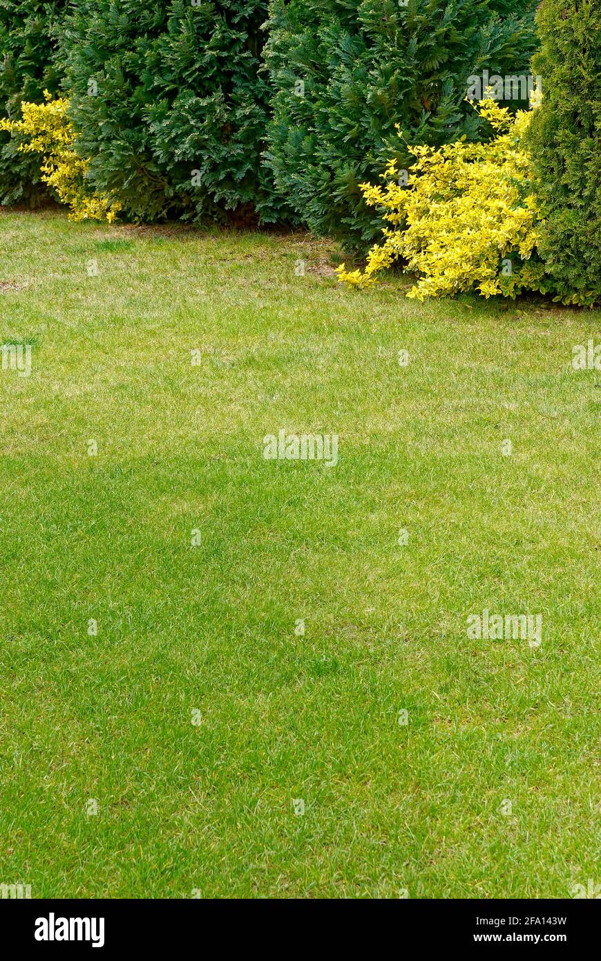 Garten – Rasen. Garten Hintergrund, Textur. Stockfoto