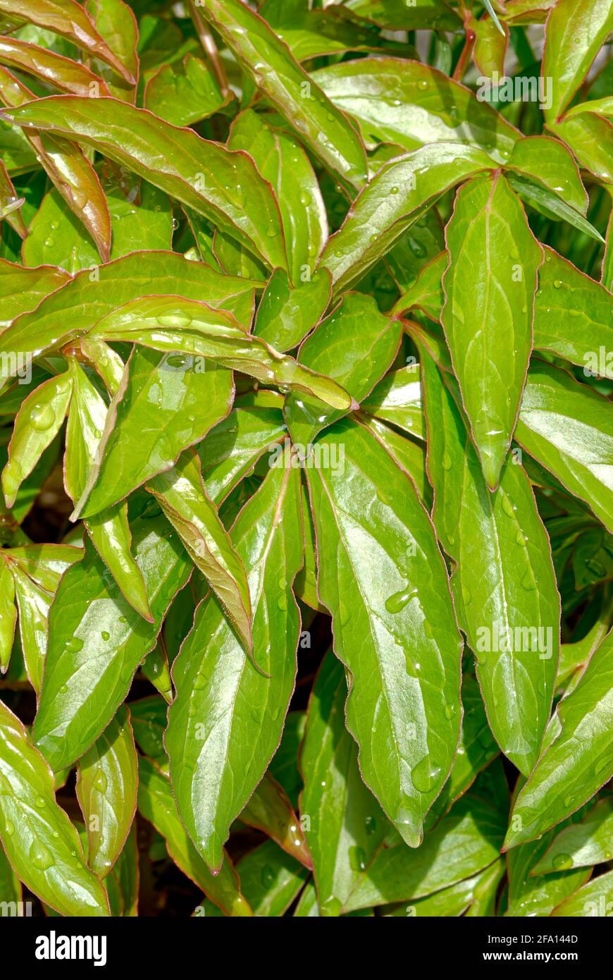 Grüne Blätter nach Regen vertikal - grüne Wand, Hintergrund, Textur. Stockfoto