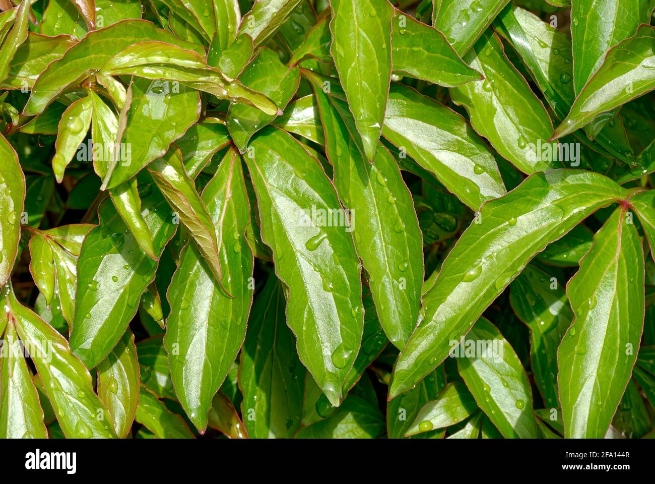 Grüne Blätter nach dem Regen horizontal - grüne Wand, Hintergrund, Textur. Stockfoto