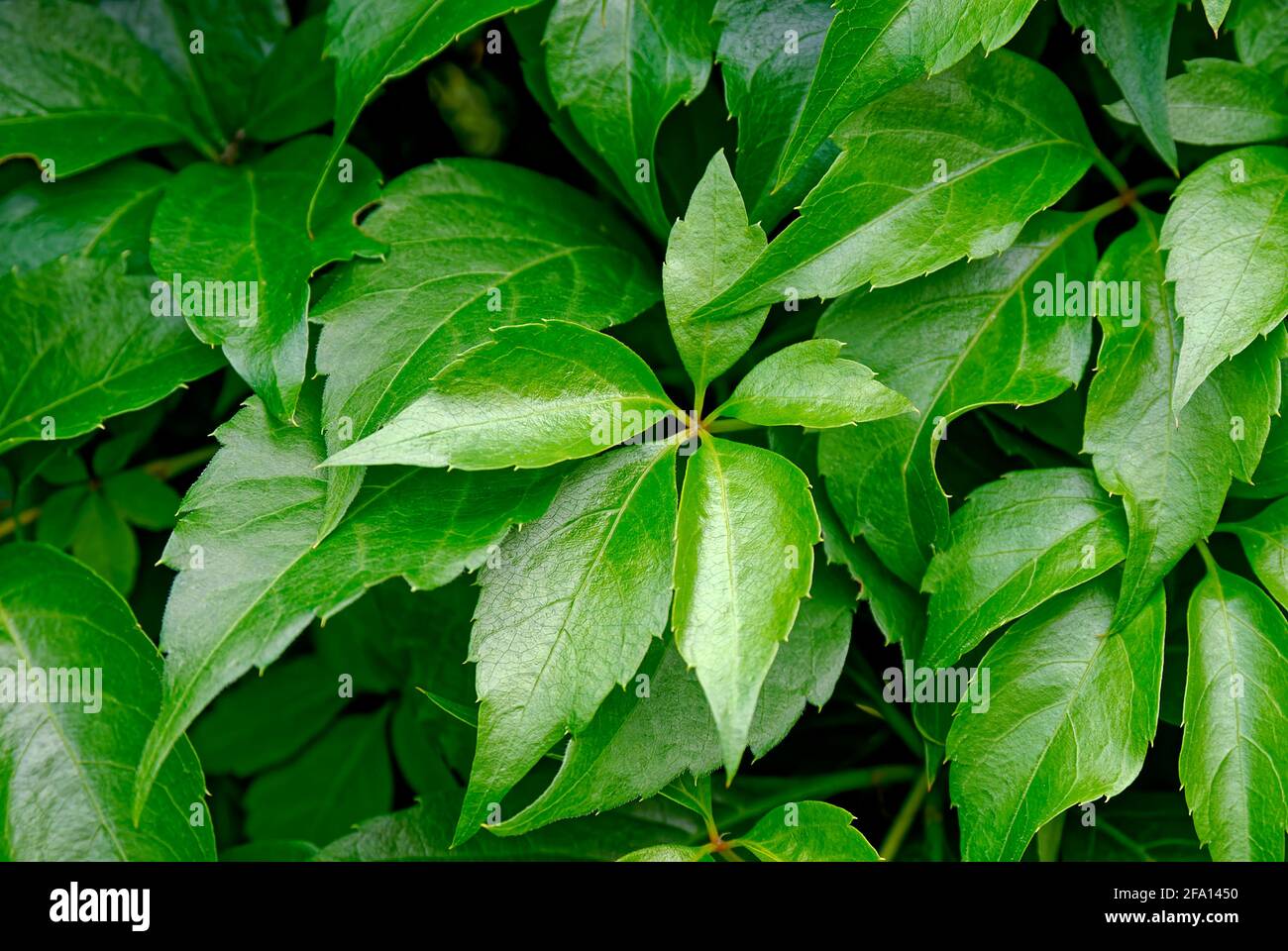 Grüne Blätter im Garten - grüne Wand, Hintergrund, Textur. Stockfoto