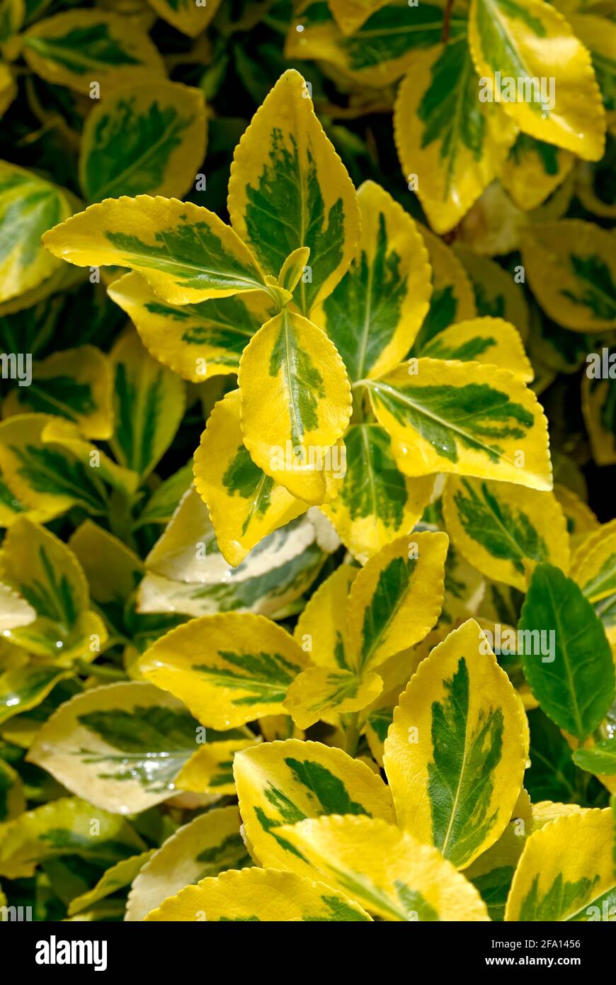 Grün-gelbe Blätter. Garten Hintergrund, Textur. Stockfoto