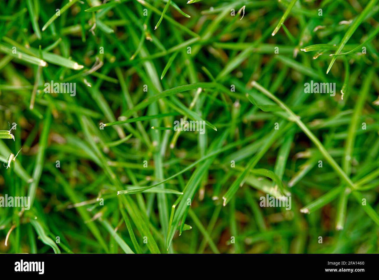 Verdickung des Rasens - Gartenhintergrund, Textur. Stockfoto