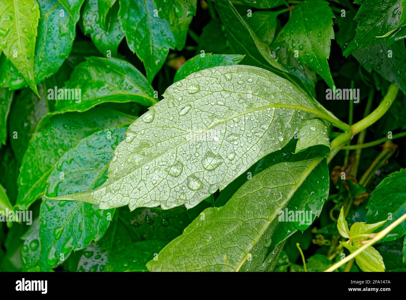 Regnerischer Tag im Garten. Mittleres Blatt nach Regen. Stockfoto