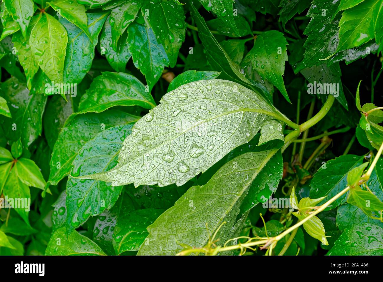 Kleines Blatt nach Regen. Regentropfen auf einem grünen Blatt. Stockfoto