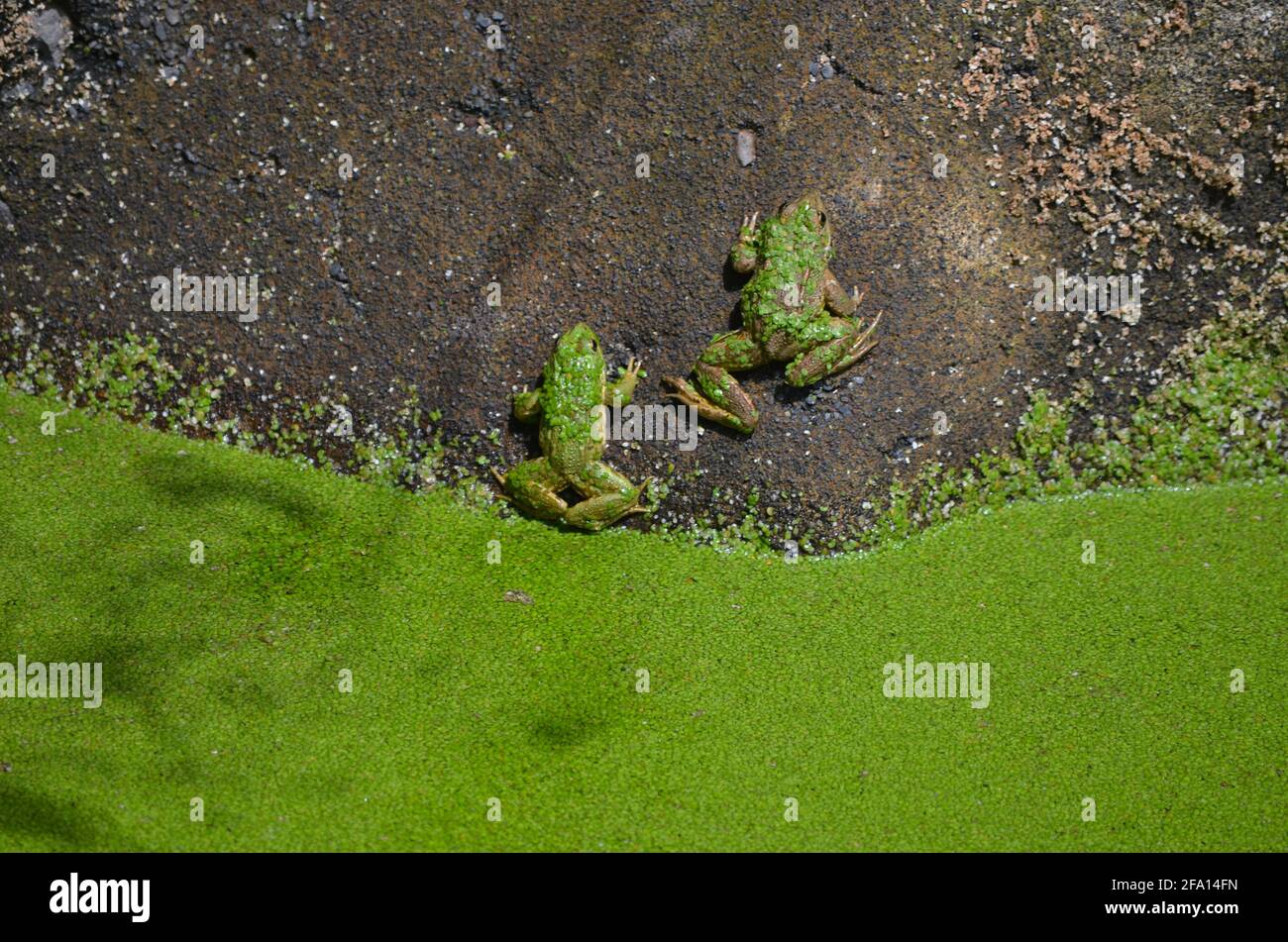 Iberischer grüner Frosch (Pelophylax perezi) in Bewässereichen, Insel  Madeira (Portugal Stockfotografie - Alamy