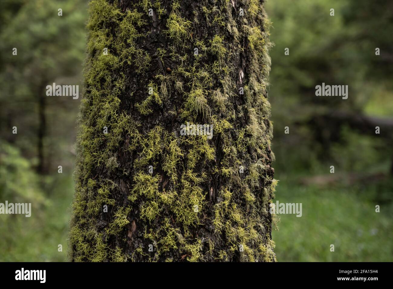 Leuchtendes grünes Moos bedeckt Baumtriunk im Wald in Yellowstone Stockfoto