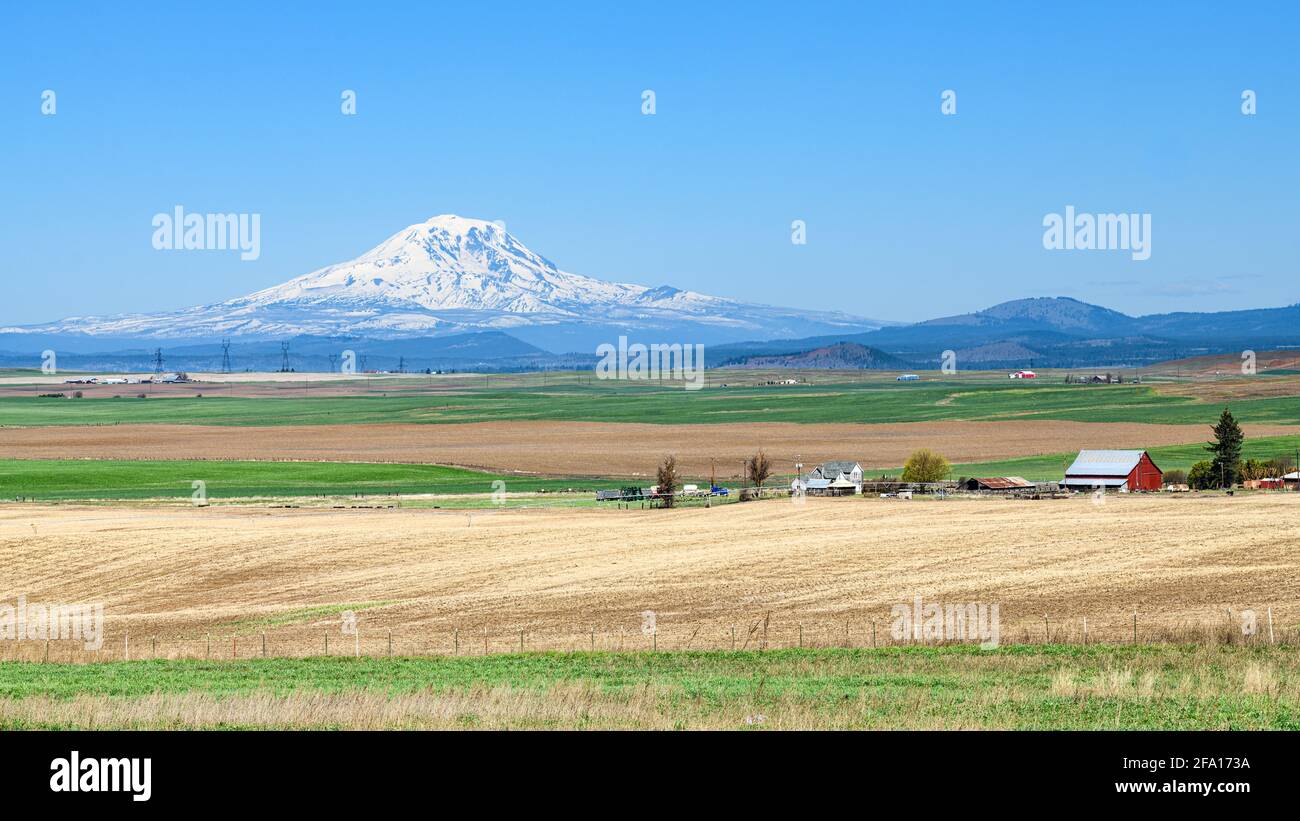 Mount Adams über das Ackerland von Klickitat County unter klarem Blauer Himmel im Frühjahr mit dem aktiven Vulkan dominiert die Horizont Stockfoto