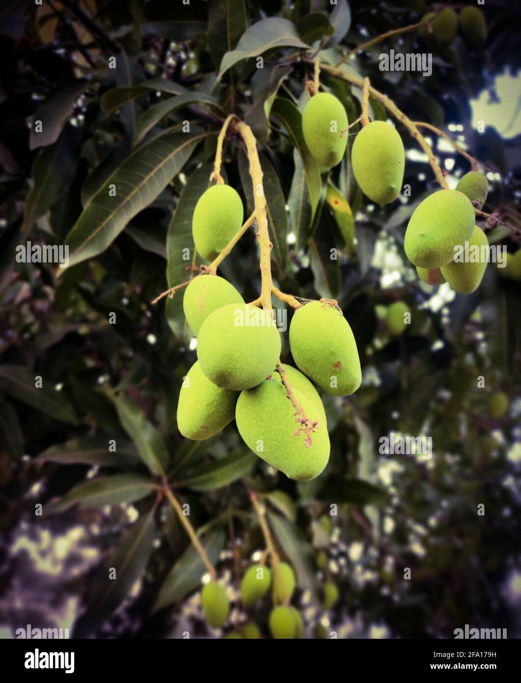Schönes Bild von frischen grünen Mangos auf den Ästen zu Hause Garten eines Dorfes Stockfoto