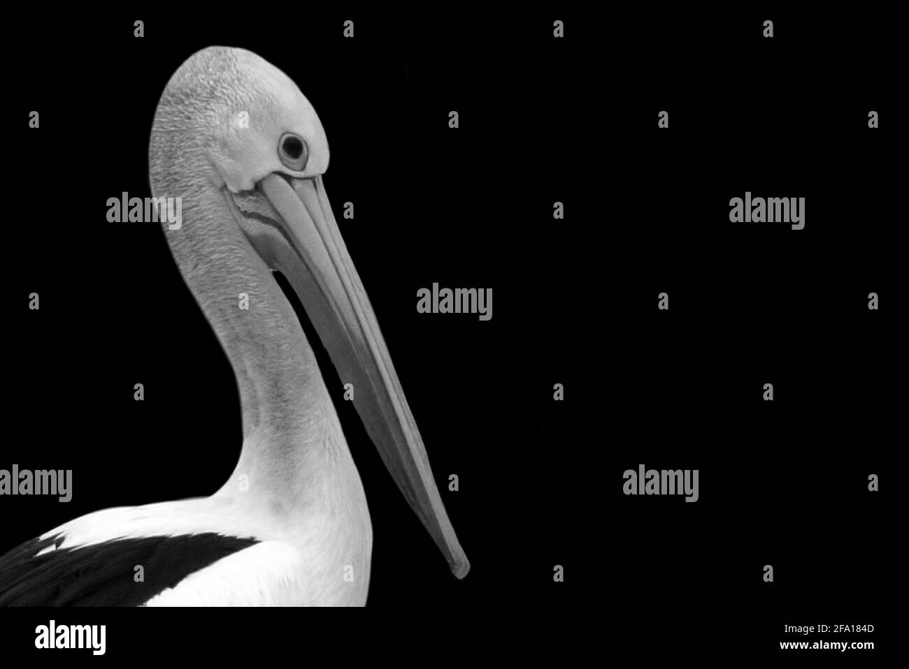 Schöne Große Australische Pelikanvögel Gesicht Stockfoto