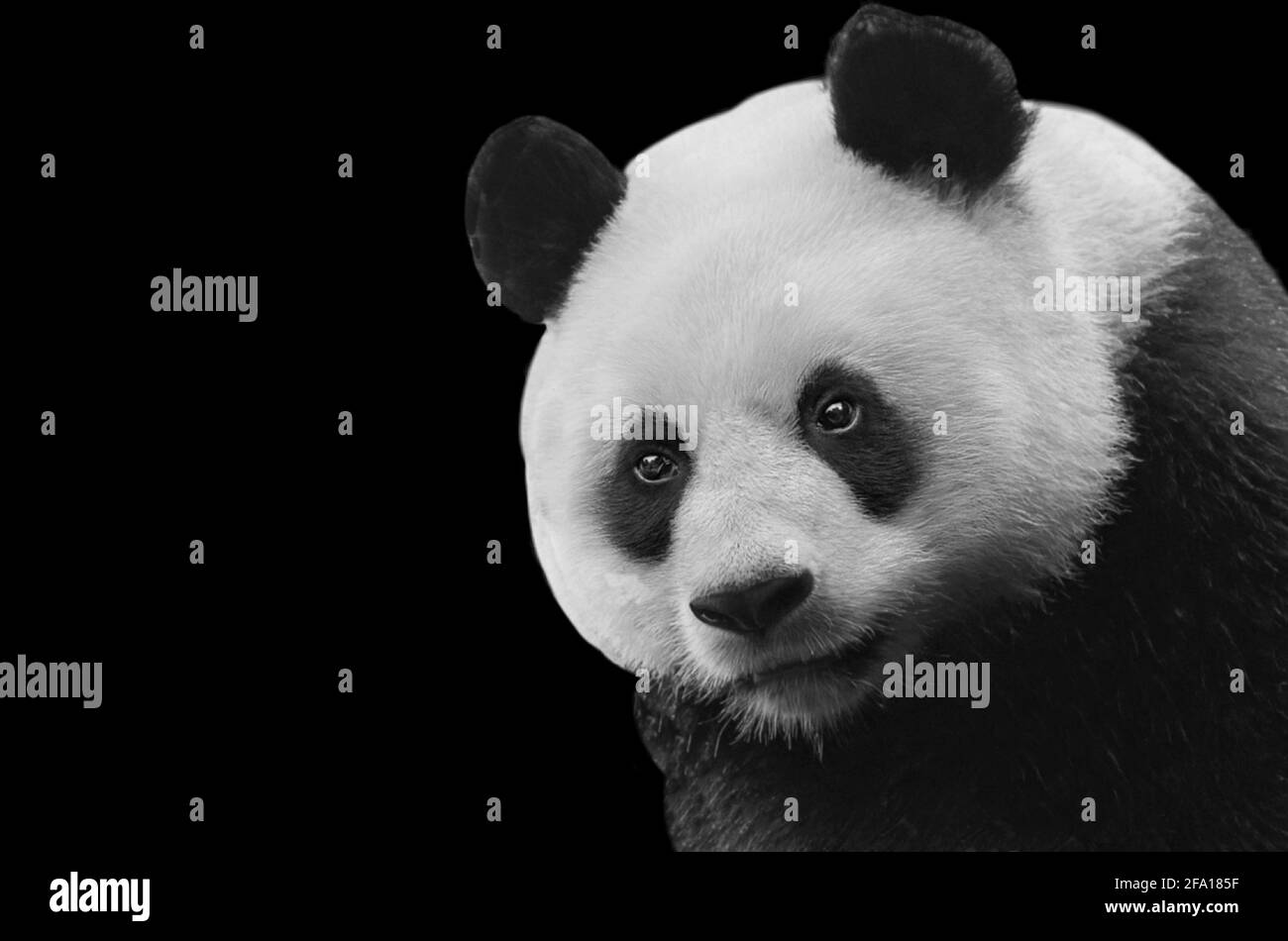Niedliches Schwarz-Weiß-Panda-Nahaufnahme-Gesicht Stockfoto