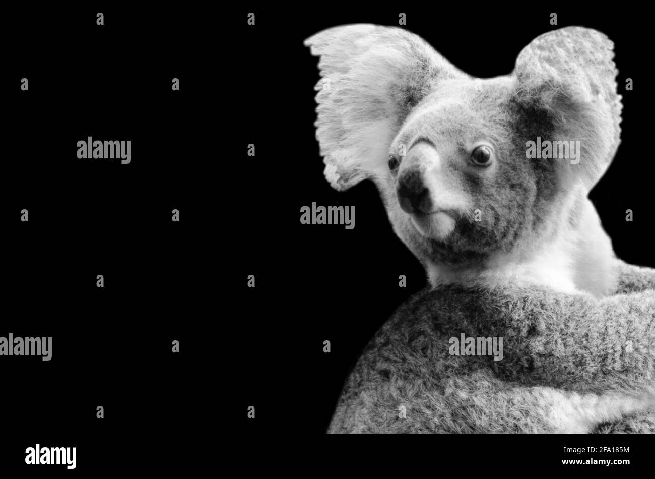 Erstaunlich Und Niedlich Koala In Der Schwarzen Hintergrund Stockfoto