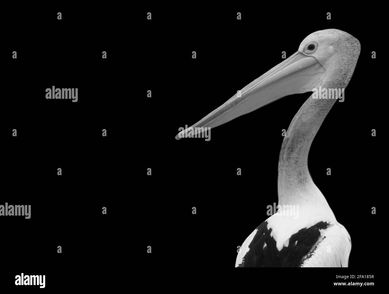 Pelican Bird Looking Back In The Black Background Stockfoto