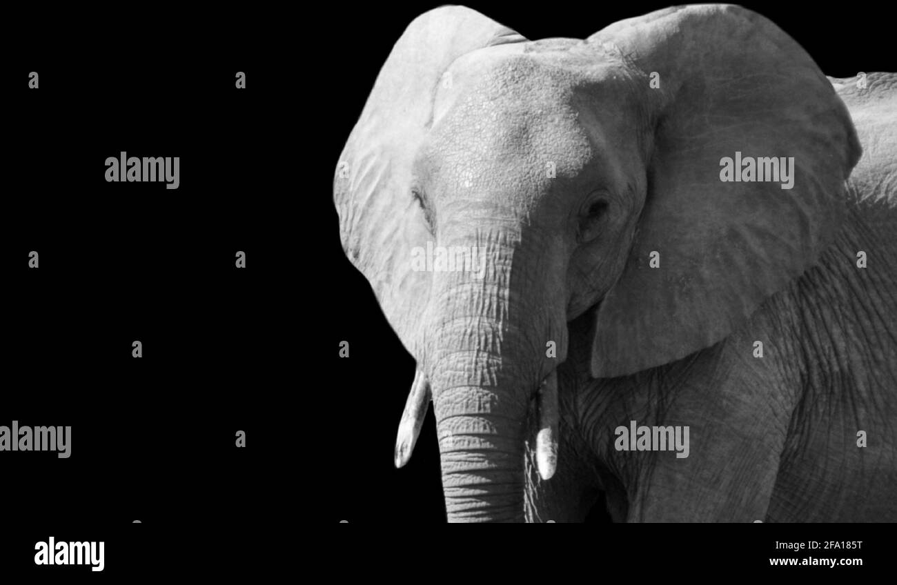 Niedliches Schönes Nahaufnahme-Gesicht Mit Elefanten Stockfoto