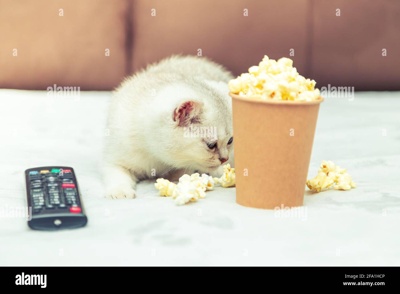 Weißes britisches Kätzchen liegt mit Fernbedienung und Popcorn auf dem Bett. Klassische Filmwiedergabe. Stockfoto