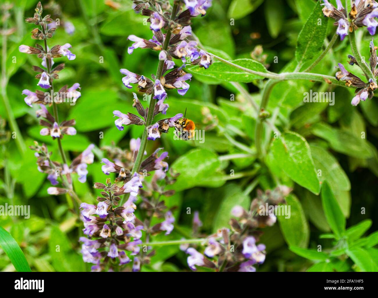 Bienen Sammeln Pollen Aus Purpurnen Blumen Stockfoto