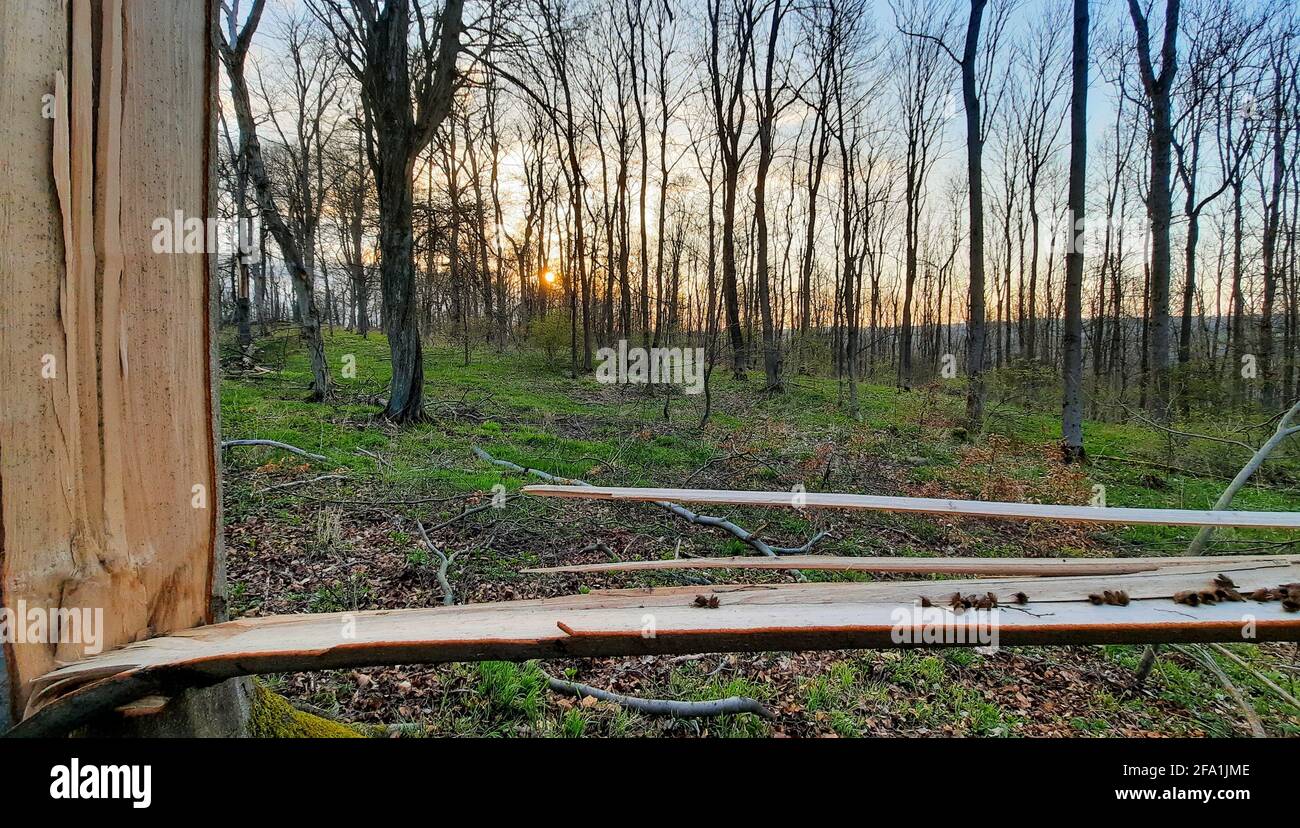 Sturmschaden Gefahr im Wald Stockfoto