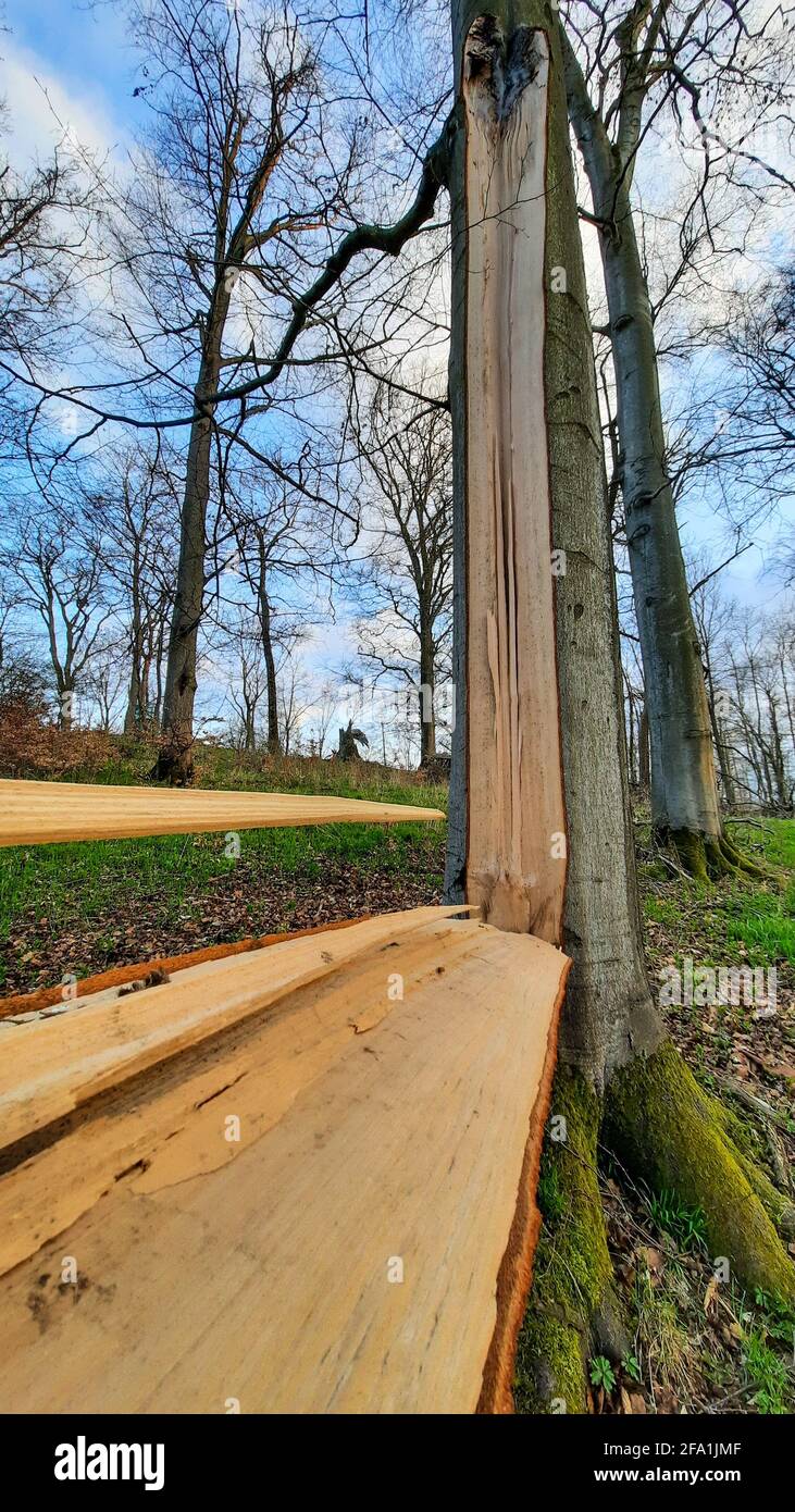 Sturmschaden Gefahr im Wald Stockfoto