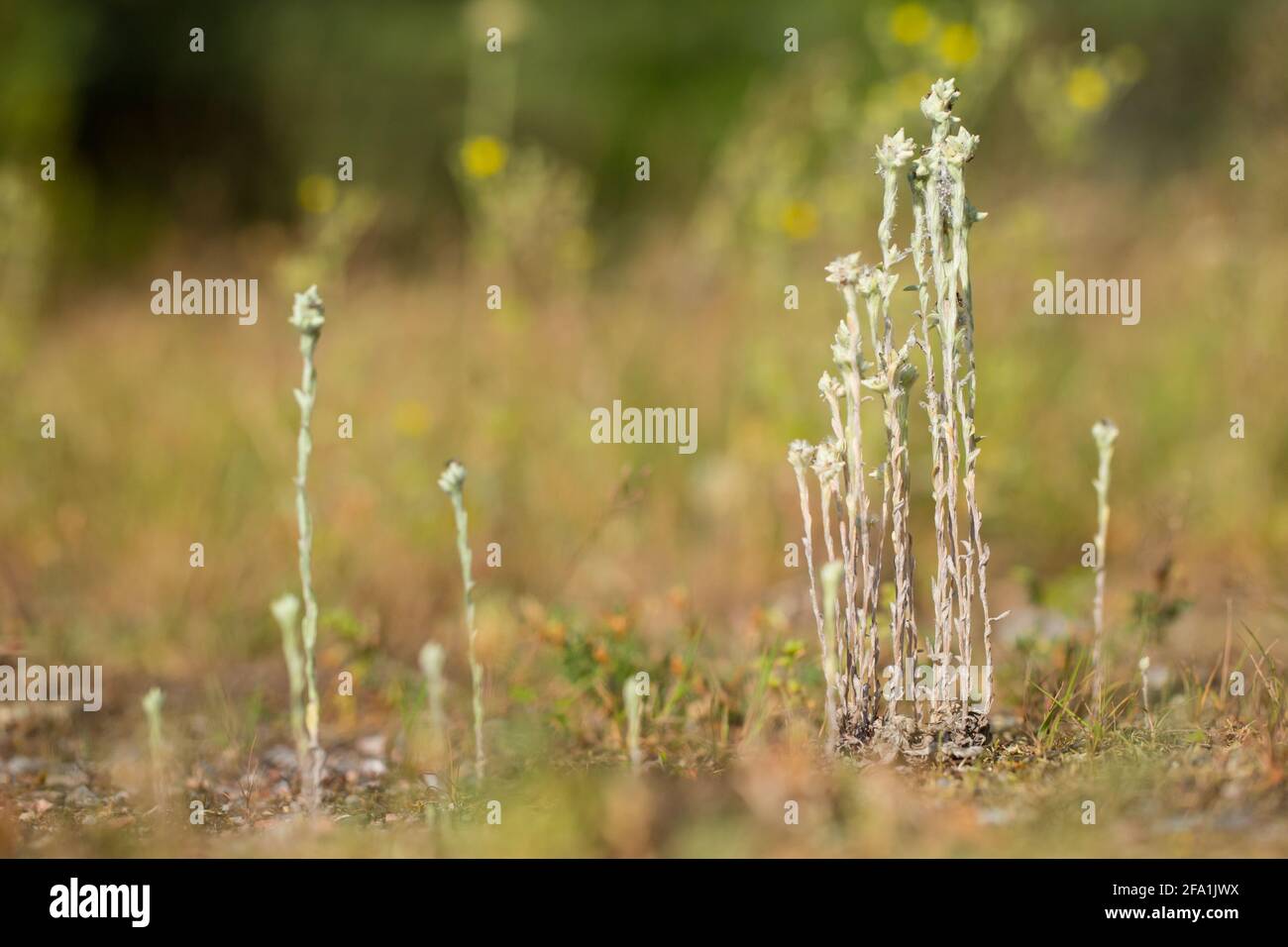 Feldschmuse (Filago arvensis) auf einem Heidegebiet, wildes Finnland. Stockfoto