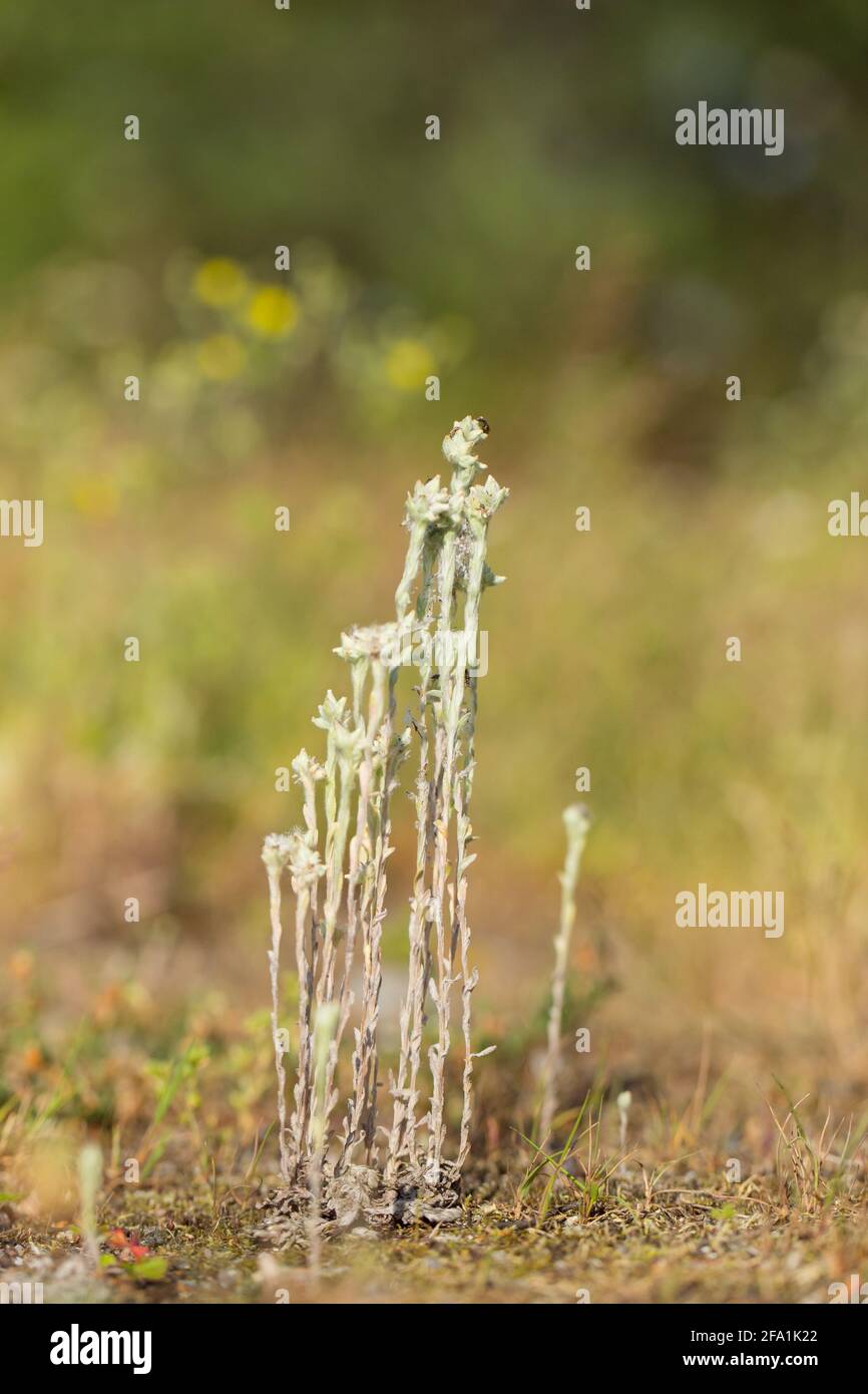 Feldschmuse (Filago arvensis) auf einem Heidegebiet, wildes Finnland. Stockfoto