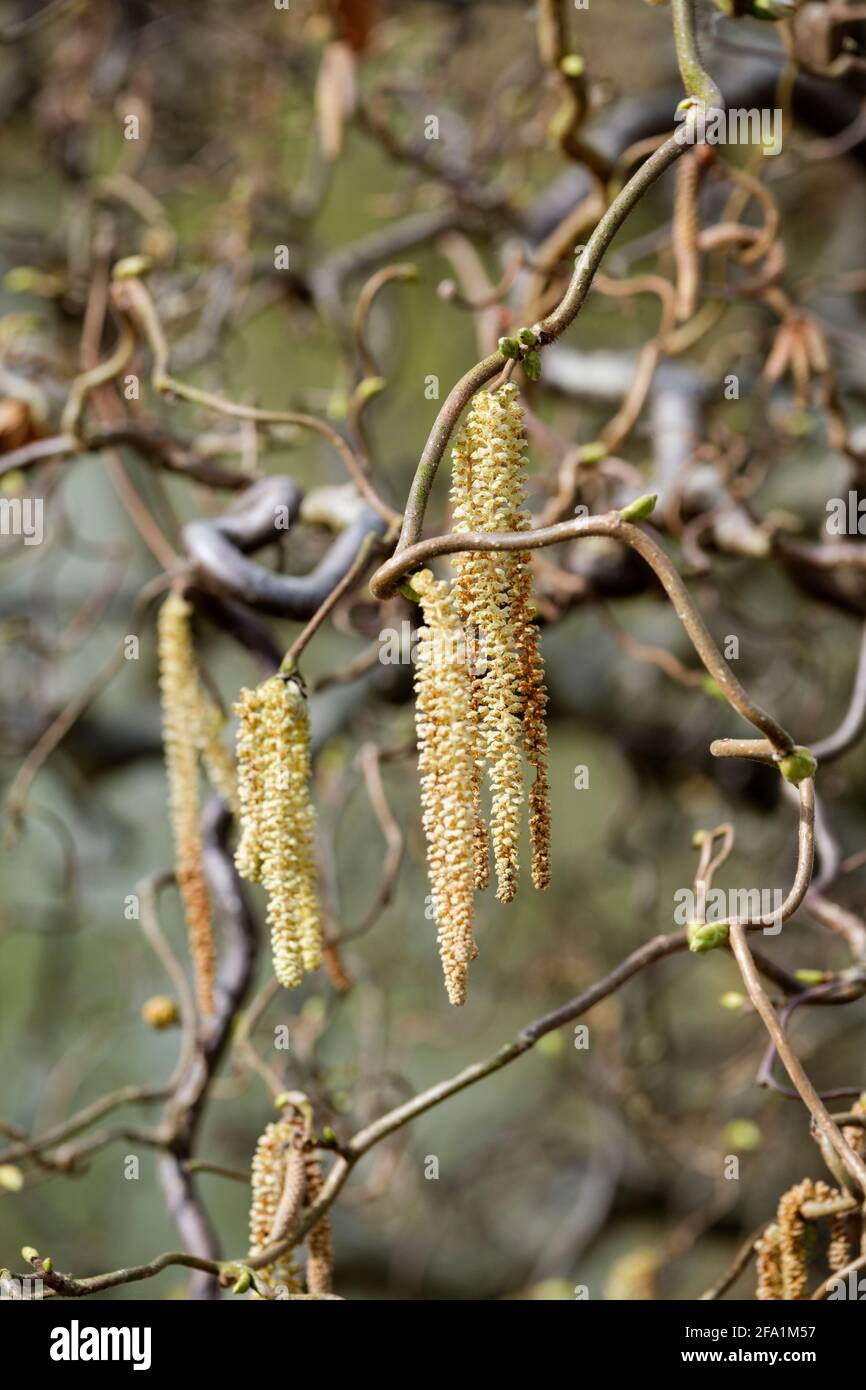 Corylus avellana 'Contorta'. Gefahr Für Korkenzieher. Verdrehte Hasel. Harry Lauders Gehstock. Verdrehte Stängel mit gelben Kätzchen im Spätwinter. Stockfoto