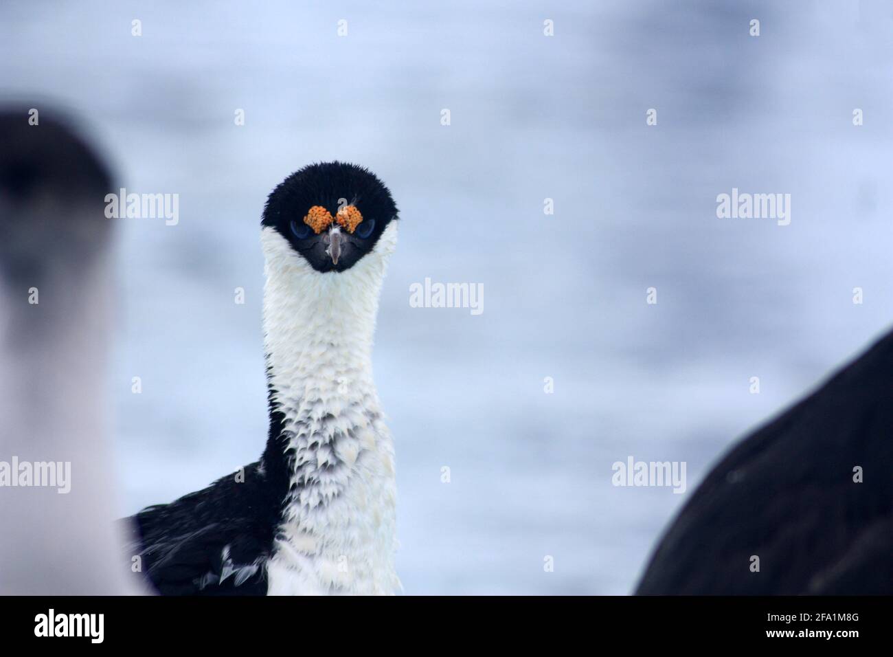 Blauäugige Schals im arktischen Sommer, Antarktis Stockfoto