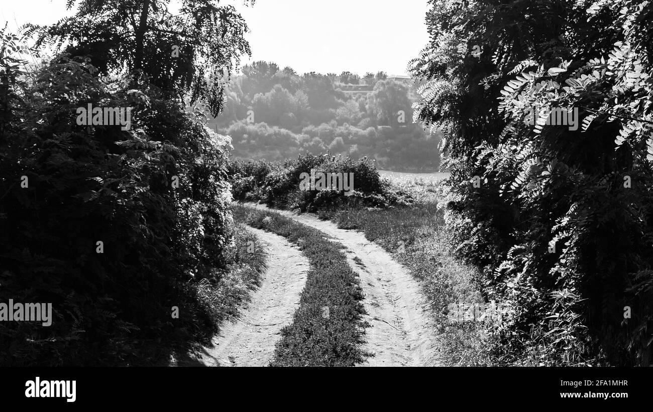 Schwarz-weiß Aufnahme einer Landstraße überwuchert mit Gras im Ackerland Stockfoto