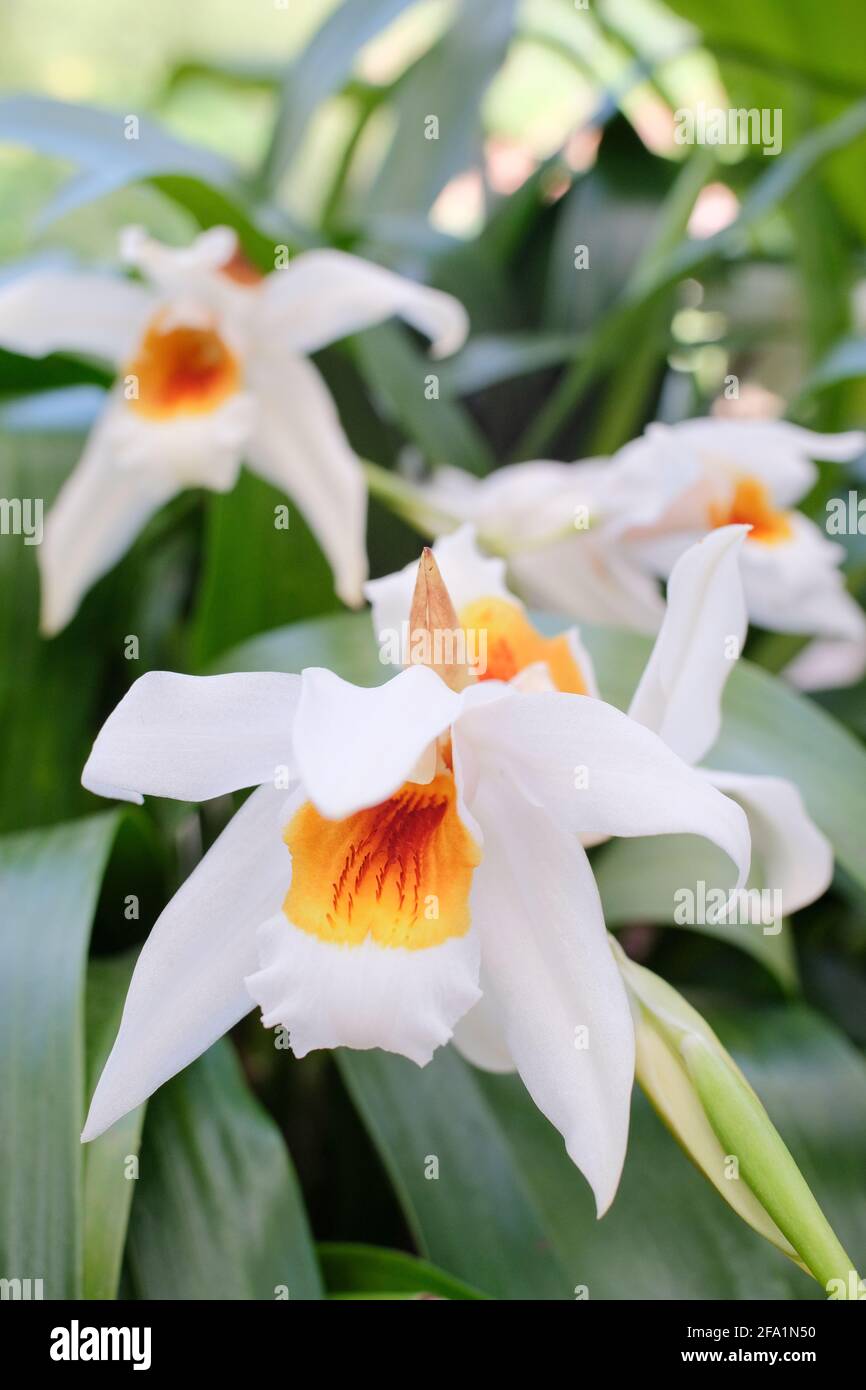 Coelogyne Memoria W. Micholitz. Coelogyne Memoria Wilhelm Micholitz. Nahaufnahme von Blumen Stockfoto